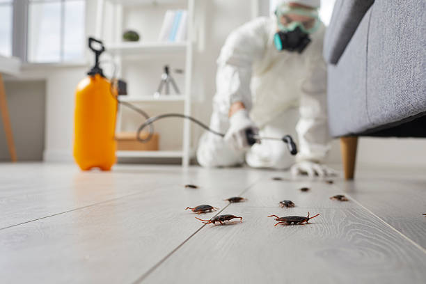 Post-Treatment Bed Bug Interceptor Monitoring in La Harpe